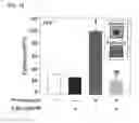 Fig. 05 - METHOD OF REGULATING FERTILIZING ABILITY USING CYCLIC ADP-RIBOSE AND CD38