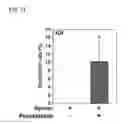 Fig. 06 - METHOD OF REGULATING FERTILIZING ABILITY USING CYCLIC ADP-RIBOSE AND CD38