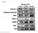 Fig. 07 - METHOD OF REGULATING FERTILIZING ABILITY USING CYCLIC ADP-RIBOSE AND CD38