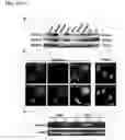 Fig. 02 - STIM2-MEDIATED CAPACITIVE CALCIUM ENTRY