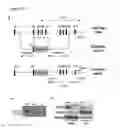 Fig. 03 - STIM2-MEDIATED CAPACITIVE CALCIUM ENTRY