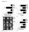 Fig. 08 - STIM2-MEDIATED CAPACITIVE CALCIUM ENTRY
