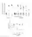 Fig. 16 - Mutated env sequence involved in the modulation of the immunosuppressive effect of viral proteins