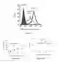 Fig. 22 - Mutated env sequence involved in the modulation of the immunosuppressive effect of viral proteins