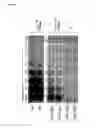 Fig. 10 - Reverse genetics using non-endogenous pol I promoters
