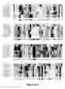 Fig. 04 - Chimeric influenza virus-like particles comprising hemagglutinin