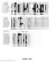 Fig. 07 - Chimeric influenza virus-like particles comprising hemagglutinin