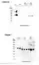 Fig. 10 - Chimeric influenza virus-like particles comprising hemagglutinin