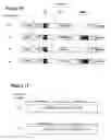 Fig. 12 - Chimeric influenza virus-like particles comprising hemagglutinin