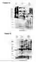 Fig. 14 - Chimeric influenza virus-like particles comprising hemagglutinin