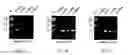 Fig. 07 - Attenuated pestiviruses