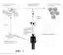 Fig. 02 - Cancer stem cell antigen vaccines and methods