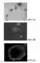 Fig. 09 - Cancer stem cell antigen vaccines and methods