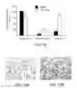 Fig. 15 - Cancer stem cell antigen vaccines and methods