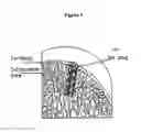 Fig. 02 - Solid forms for tissue repair