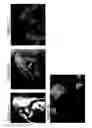 Fig. 03 - Solid forms for tissue repair
