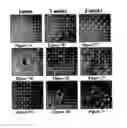 Fig. 08 - Solid forms for tissue repair