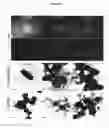 Fig. 21 - POLYPEPTIDES AND USES THEREOF