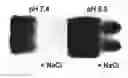 Fig. 47 - POLYPEPTIDES AND USES THEREOF