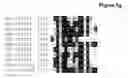 Fig. 11 - FORMULATIONS