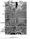 Fig. 08 - CELL THERAPY FOR TREATMENT OF LIVER FAILURE