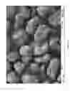 Fig. 15 - Potato products with enhanced resistant starch content and moderated glycemic response and methods thereof