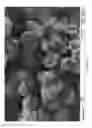 Fig. 16 - Potato products with enhanced resistant starch content and moderated glycemic response and methods thereof