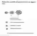 Fig. 01 - MULTILAYERED POLYELECTROLYTE-BASED CAPSULES FOR CELL ENCAPSULATION AND DELIVERY OF THERAPEUTIC COMPOSITIONS