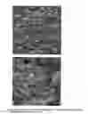 Fig. 03 - MULTILAYERED POLYELECTROLYTE-BASED CAPSULES FOR CELL ENCAPSULATION AND DELIVERY OF THERAPEUTIC COMPOSITIONS