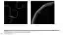 Fig. 04 - MULTILAYERED POLYELECTROLYTE-BASED CAPSULES FOR CELL ENCAPSULATION AND DELIVERY OF THERAPEUTIC COMPOSITIONS