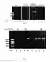 Fig. 02 - Phage phi29 DNA polymerase chimera