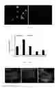 Fig. 07 - METHODS FOR OBTAINING HEPATOCYTES, HEPATIC ENDODERM CELLS AND HEPATIC PROGENITOR CELLS BY INDUCED DIFFERENTIATION