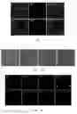Fig. 08 - METHODS FOR OBTAINING HEPATOCYTES, HEPATIC ENDODERM CELLS AND HEPATIC PROGENITOR CELLS BY INDUCED DIFFERENTIATION