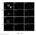 Fig. 10 - METHODS FOR OBTAINING HEPATOCYTES, HEPATIC ENDODERM CELLS AND HEPATIC PROGENITOR CELLS BY INDUCED DIFFERENTIATION