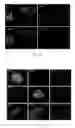 Fig. 12 - METHODS FOR OBTAINING HEPATOCYTES, HEPATIC ENDODERM CELLS AND HEPATIC PROGENITOR CELLS BY INDUCED DIFFERENTIATION