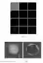 Fig. 15 - METHODS FOR OBTAINING HEPATOCYTES, HEPATIC ENDODERM CELLS AND HEPATIC PROGENITOR CELLS BY INDUCED DIFFERENTIATION