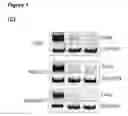 Fig. 04 - COMBINATORIAL ENGINEERING