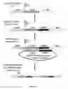 Fig. 22 - Host cell for the production of a compound of interest