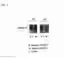 Fig. 02 - Sp35 antibodies and uses thereof