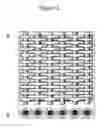 Fig. 03 - Culture Medium and Methods for Producing Alginate From Stable Mucoid Strains of Pseudomonas Aeruginosa