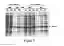 Fig. 05 - O-phosphoserine sulfhydrylase mutants and method for production of cysteine using the same