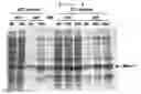 Fig. 05 - Microorganism producing o-phosphoserine and method of producing L-cysteine or derivatives thereof from O-phosphoserine using the same