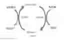 Fig. 05 - ENGINEERED MICROOGRANISMS CAPABLE OF PRODUCING TARGET COMPOUNDS UNDER ANAEROBIC CONDITIONS