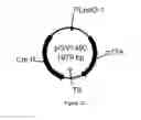 Fig. 28 - ENGINEERED MICROOGRANISMS CAPABLE OF PRODUCING TARGET COMPOUNDS UNDER ANAEROBIC CONDITIONS
