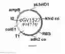 Fig. 29 - ENGINEERED MICROOGRANISMS CAPABLE OF PRODUCING TARGET COMPOUNDS UNDER ANAEROBIC CONDITIONS