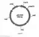 Fig. 33 - ENGINEERED MICROOGRANISMS CAPABLE OF PRODUCING TARGET COMPOUNDS UNDER ANAEROBIC CONDITIONS