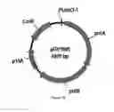 Fig. 37 - ENGINEERED MICROOGRANISMS CAPABLE OF PRODUCING TARGET COMPOUNDS UNDER ANAEROBIC CONDITIONS