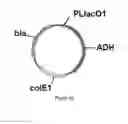 Fig. 40 - ENGINEERED MICROOGRANISMS CAPABLE OF PRODUCING TARGET COMPOUNDS UNDER ANAEROBIC CONDITIONS