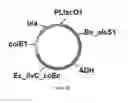 Fig. 41 - ENGINEERED MICROOGRANISMS CAPABLE OF PRODUCING TARGET COMPOUNDS UNDER ANAEROBIC CONDITIONS