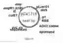 Fig. 42 - ENGINEERED MICROOGRANISMS CAPABLE OF PRODUCING TARGET COMPOUNDS UNDER ANAEROBIC CONDITIONS
